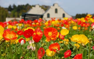 Картинка meadow, field, poppy, colorful, flowers