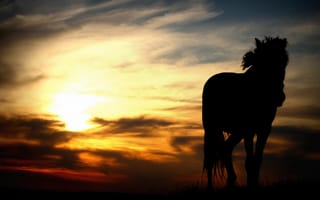 Картинка конь, ночь, природа