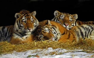 Картинка тигры, трио, тигрята, отдых, сено