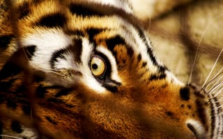 Картинка тигр, взгляд, морда, хищник, глаз
