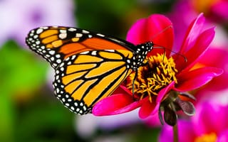 Обои природа, бабочка, butterfly, flower, macro, nature, цветок, макро