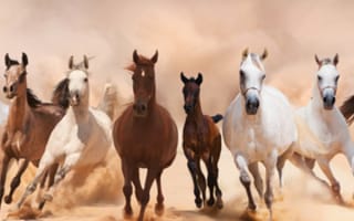 Картинка лошади, аллюр, бег, панорама, пыль, кони, табун