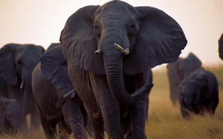 Картинка Africa, Black Elephant, Herd, Outside