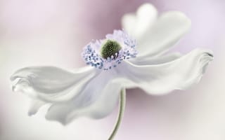 Картинка цветок, анемона, белый