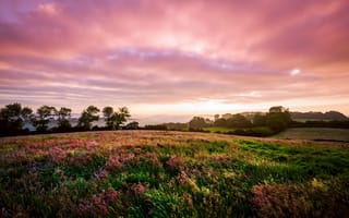 Картинка Англия, Великобритания, закат, природа, поле, облака, трава, луг, цветы