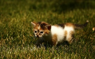 Обои котёнок, трава, прогулка, малыш