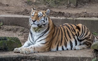 Картинка тигр, отдых, лежит, дикая кошка, хищник