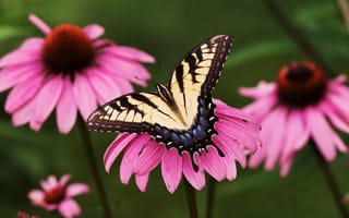 Картинка бабочка, цветок, парусник