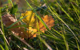 Обои природа, осень, желтый, опавший, лист, трава