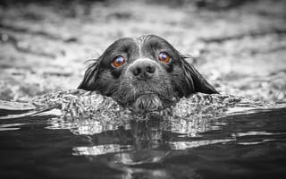 Картинка собака, друг, взгляд, вода