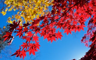 Картинка небо, макро, ветка, осень, листья