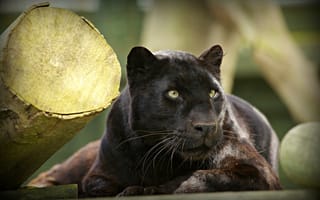 Картинка черный леопард, пантера, морда, © Ania Jones, дикая кошка, отдых