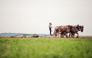 Картинка поле, кони, работа, пашня, человек