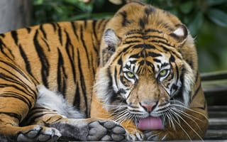 Картинка тигр, язык, суматранский, ©Tambako The Jaguar, кошка