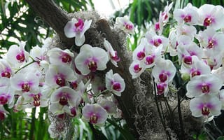 Картинка орхидеи, экзотика, соцветия