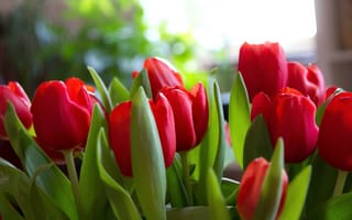 Картинка тюльпаны, цветы, красные