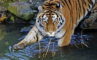 Обои тигр, амурский, кошка, вода, купание