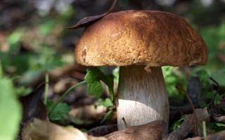 Картинка гриб, осень, белый, листья, боровик, еда