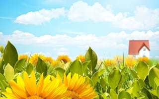 Картинка Sunflower, sky, золотистый, поле, небо, yellow, подсолнечник, домик, солнце, цветы, house, flowers, clouds, подсолнух, field, gold, жёлтый, beauty, sun, облака