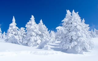 Картинка природа, небо, снег, лес