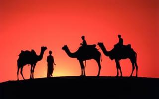 Картинка верблюды, зарево, небо, силуэт, горизонт, бедуины, закат, пустыня
