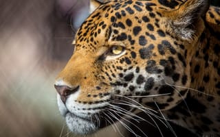 Картинка ягуар, профиль, большая хищная кошка, морда