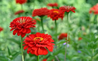 Картинка цветы, красная цинния, red zinnia, flowers