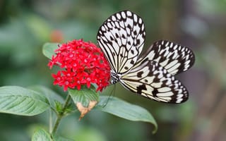 Картинка бабочка, природа, цветок, крылья