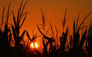 Картинка небо, кукуруза, солнце, закат, поле