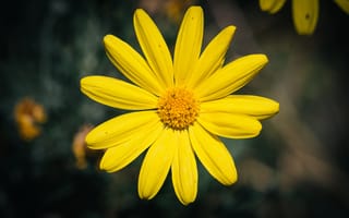 Картинка цветок, лепестки, желтый