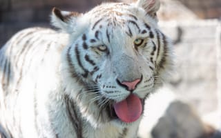 Обои белый тигр, кошка, язык, морда