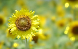 Картинка Sunflower, Bokeh, Helianthus