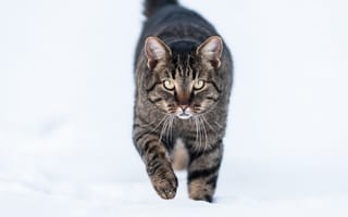 Обои кот, кошак, снег, котяра, зима