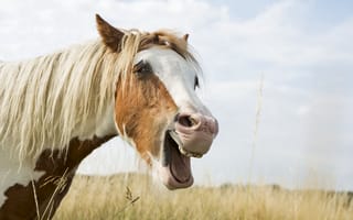 Картинка лошадь, конь, морда, гримаса, радость, грива