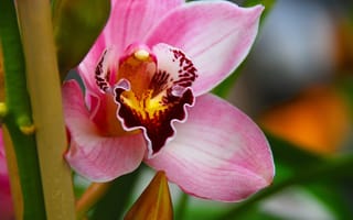 Обои орхидея, экзотика, макро