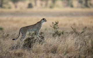 Картинка гепард, кошка, хищник, африка, саванна