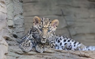 Картинка леопард, котёнок, взгляд, дальневосточный, отдых