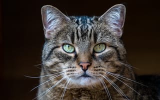 Картинка кот, серый, полосатый, взгляд, портрет