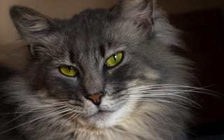 Картинка кошка, серая, портрет п, ушки, зеленоглазая, пушистая, усы