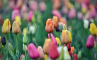 Картинка тюльпаны, природа, весна