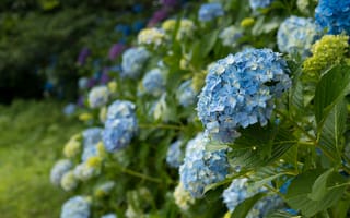 Картинка природа, цветы, синяя гортензия, цветущие кустарники