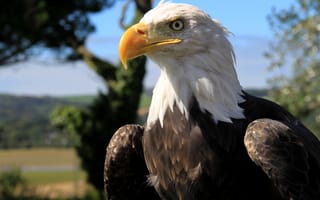 Картинка bald eagle, природа, перья, клюв, птица, голова, белоголовый орлан