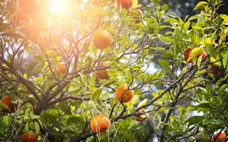 Картинка oranges, fruits, leaves, природа, апельсины, фрукты