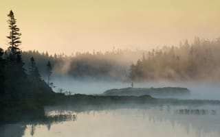 Картинка утро, природа, лес, туман, озеро