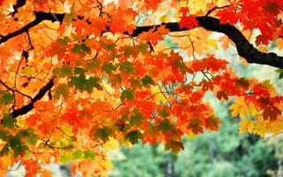 Обои дерево, клен, листья, ветка, осень