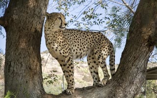 Картинка гепард, дикая кошка, пятна, ветки, наблюдение, дерево, хищник, листва