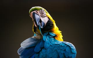 Картинка blue, yellow, Ara ararauna, macaw