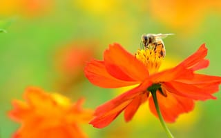 Картинка цветок, пчела, космея, оранжевый