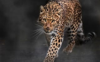 Картинка Леопард, хищник, большая кошка