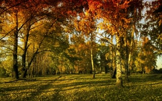 Картинка деревья, небо, лучи, осень, листва